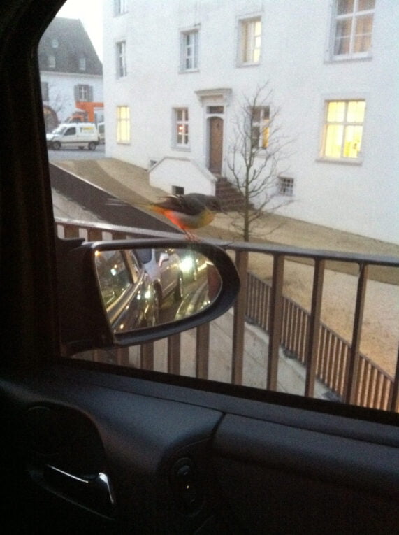 Der Morgengrüsser (salvatus matutinum)