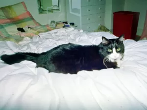 Eine schwarze Katze mit weisser Schnauze liegt auf einem Bett.