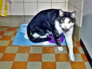 Eine graue Kathe mit weissen Markierungen im Gesicht und an den Beinen.