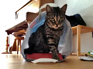 Eine getigerte Katze sitzt in einer Papiertüte.