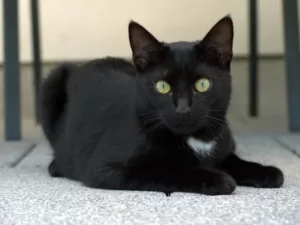 Eine schwarze Katze mit kleiner weisser Markierung auf der Brust.