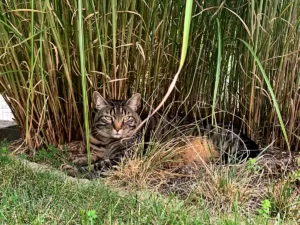 Eine getigerte Katze liegt in hohem Gras.