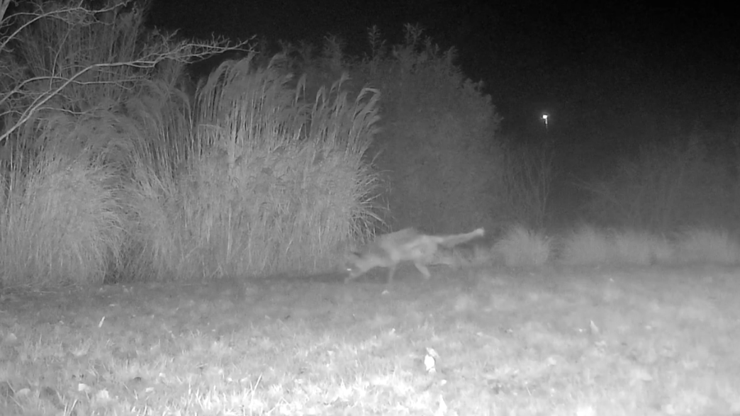 Zu Besuch in derselben Nacht: Dachs und Fuchs