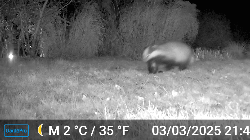 Ein seltener Gast kommt jetzt regelmässig